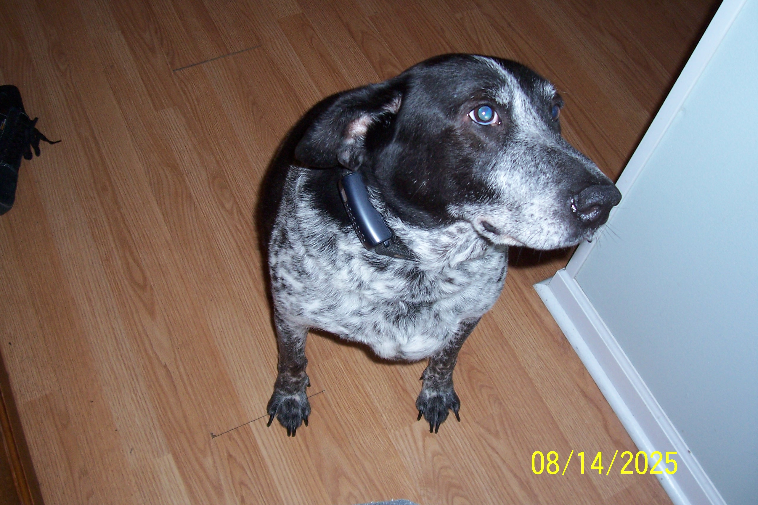 my dog lol
